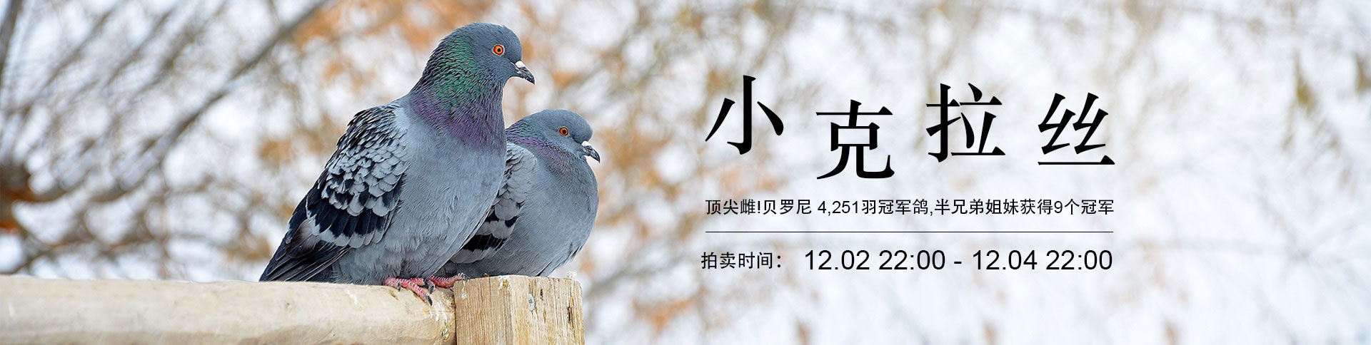 鴿天下-在線拍賣電商平臺|一網天行-網站建設小程序APP系統軟件開發公司